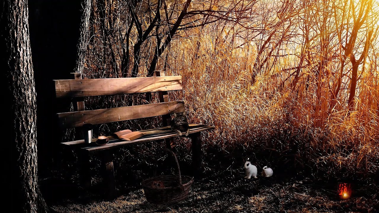 🍁🐇 COZY AUTUMN BENCH AMBIENCE | Nature Sounds, Bird Song, Cat Purring | Relaxing White Noise ASMR 😴
