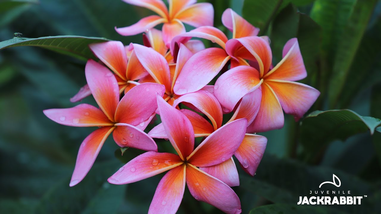 Propagating Frangipani aka Plumeria Cuttings