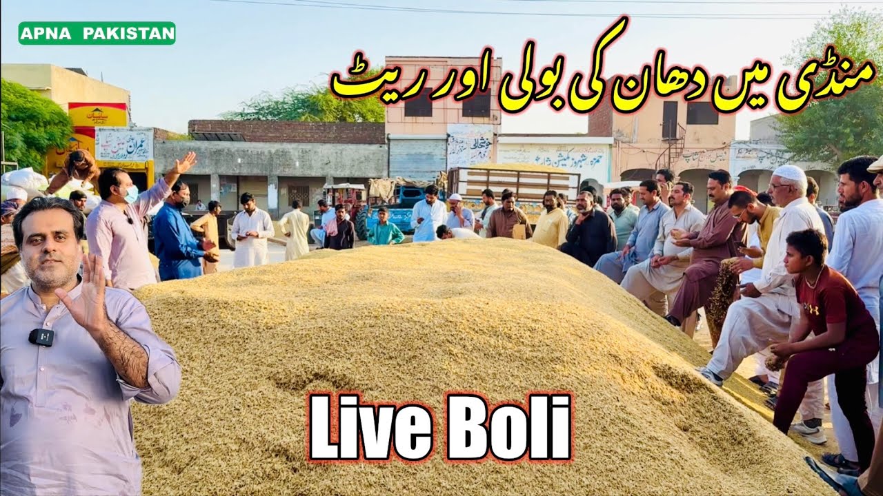 منڈی میں دھان(مونجی)کی لائیوبولی اورریٹ،کسانوں کی آخری امیدمونجی پرغلہ منڈی ضلع شیخوپورہ دلچسپ ویڈیو