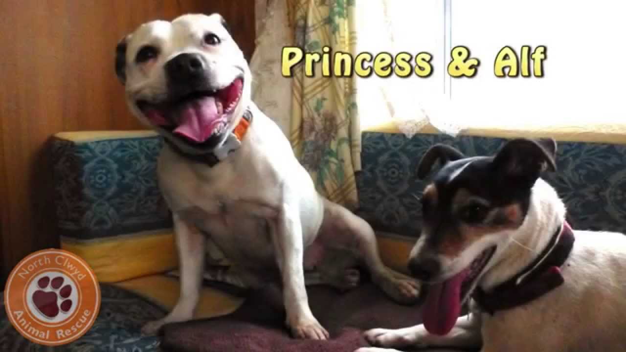 Princess & Alf, NCAR rescue terrier play! HD (both adopted!)