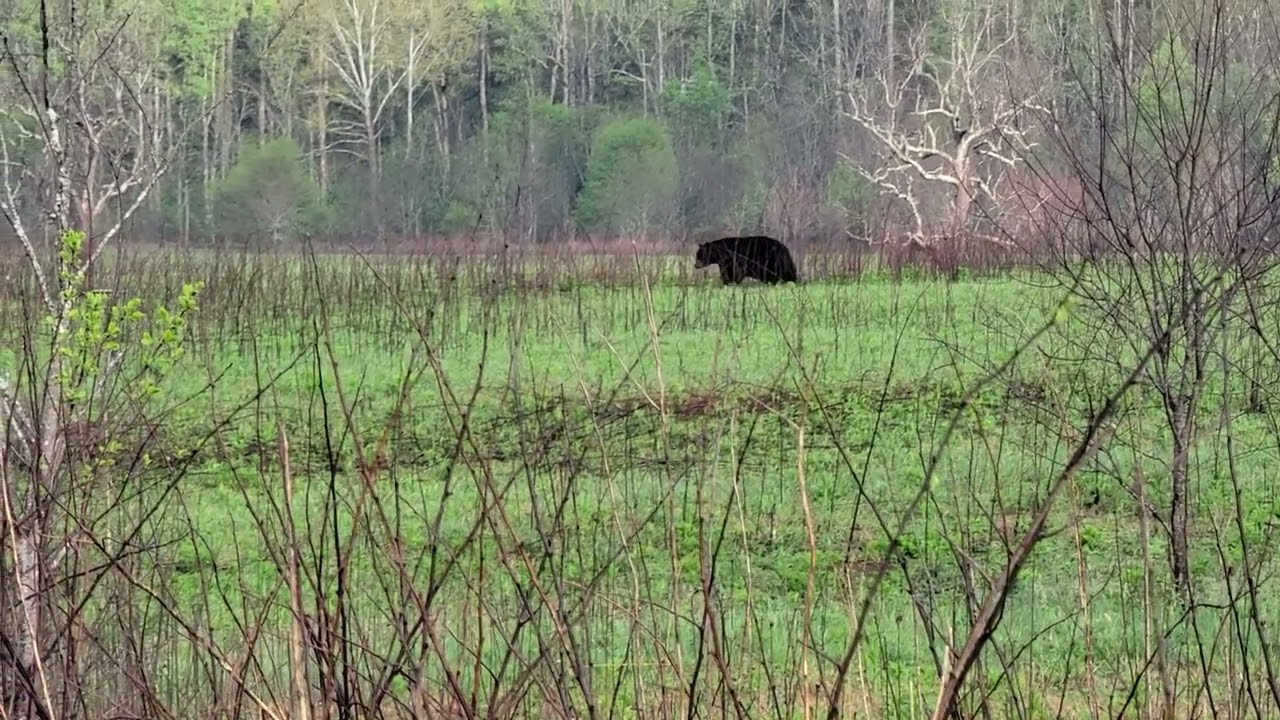 Bear in Cades Cove 4 23 25