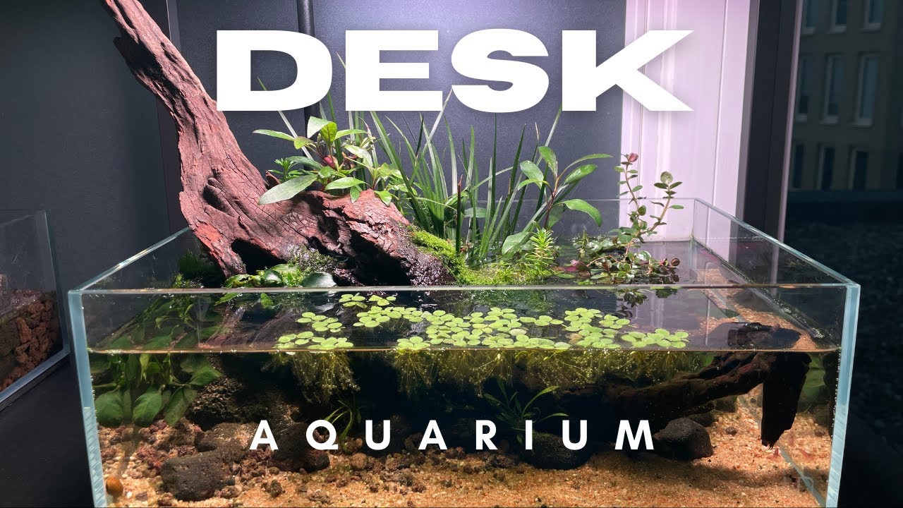 Low tech desktop pond with beautiful emersed plants