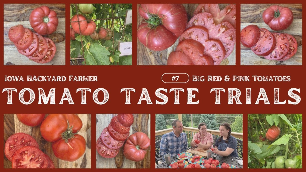 Tomato Tasting 8 Big Pinks and Reds