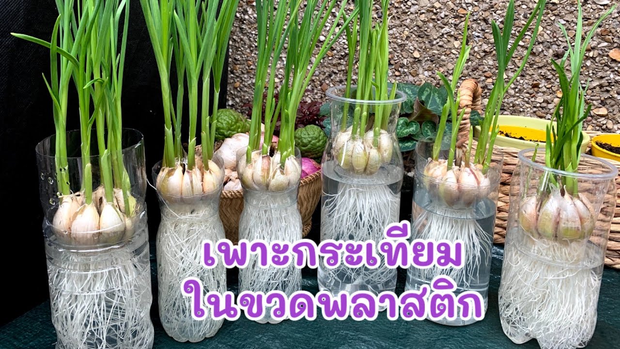 GROWING GARLICS in plastic bottles 🧄🌱 เพาะกระเทียมในขวดพลาสติก🧄🧄🌱🌱