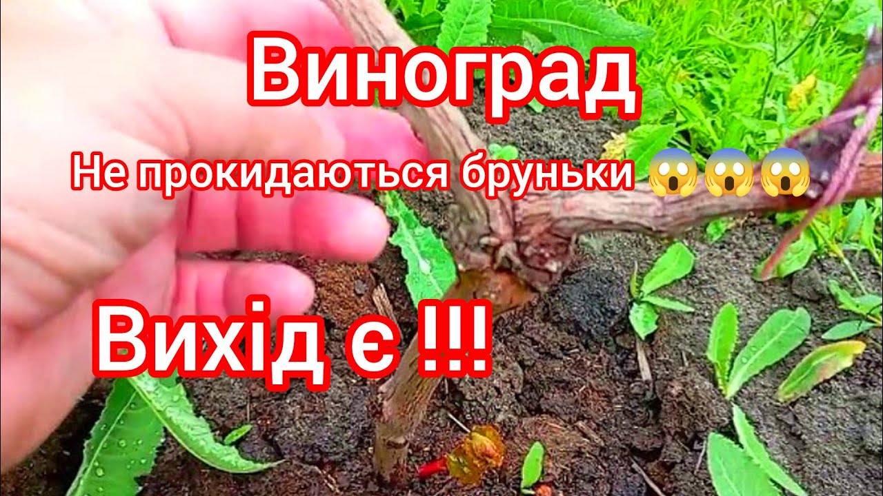 НЕ ПРОКИДАЮТЬСЯ БРУНЬКИ😱 ВИНОГРАДУ(ЧАСТИНА 1)...