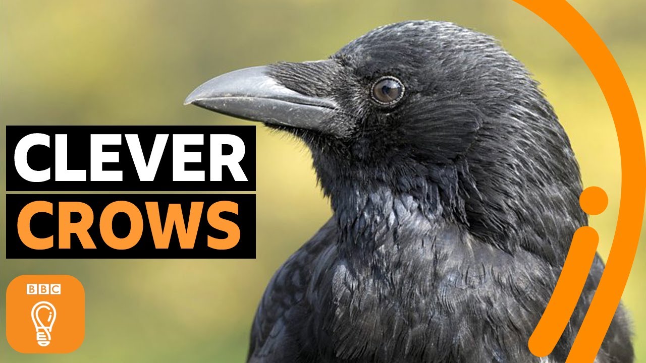 What crows can teach us about getting ahead | BBC Ideas
