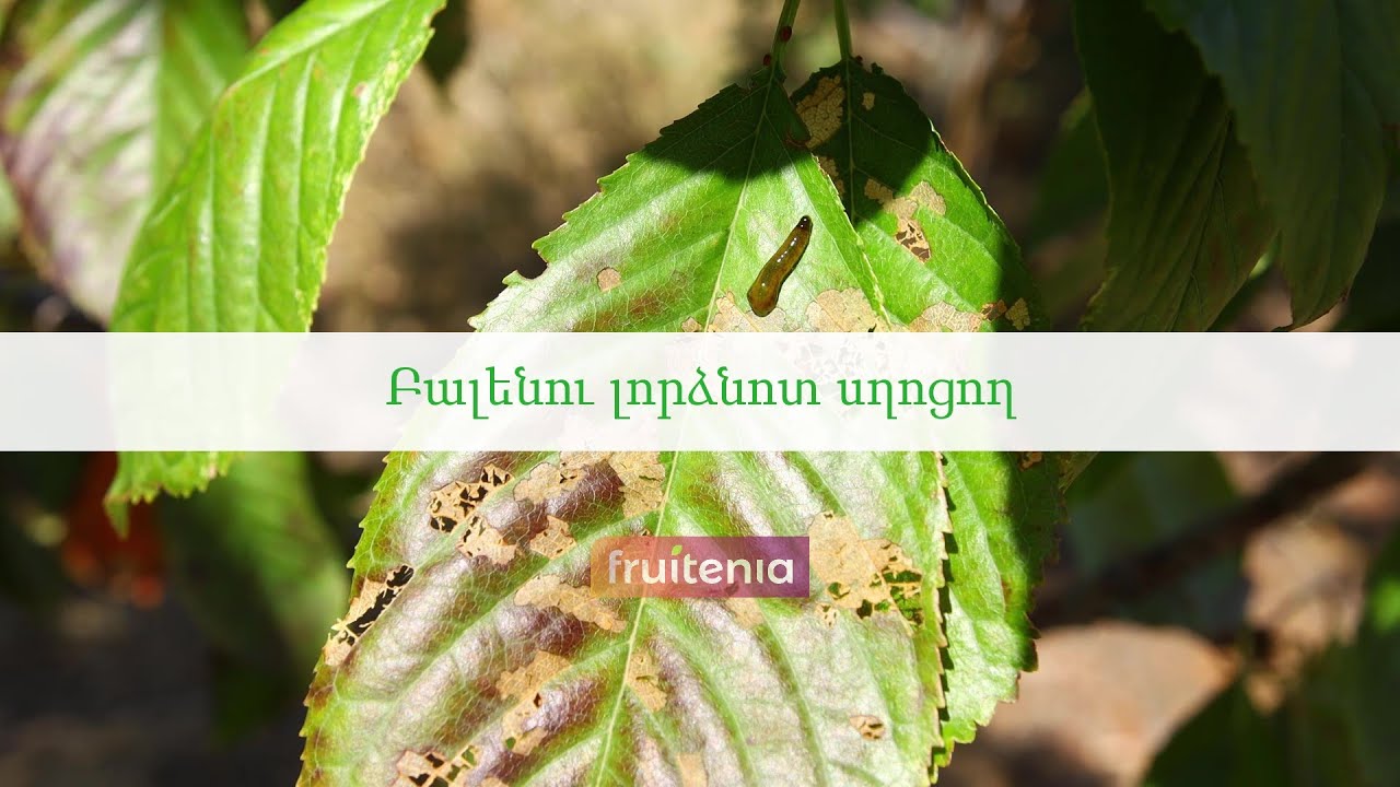 Բալենու լորձնոտ սղոցող / Pear and cherry slug