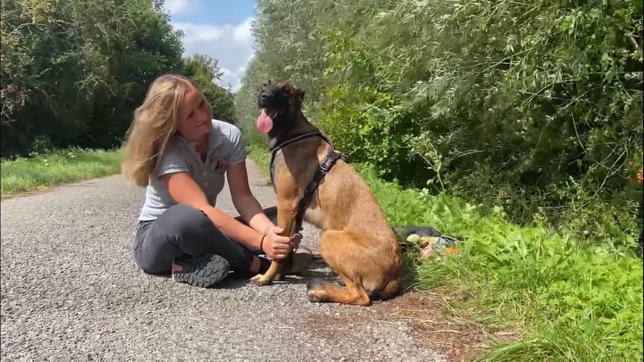 Comment et pourquoi jouer avec son chien ? On vous explique tout !