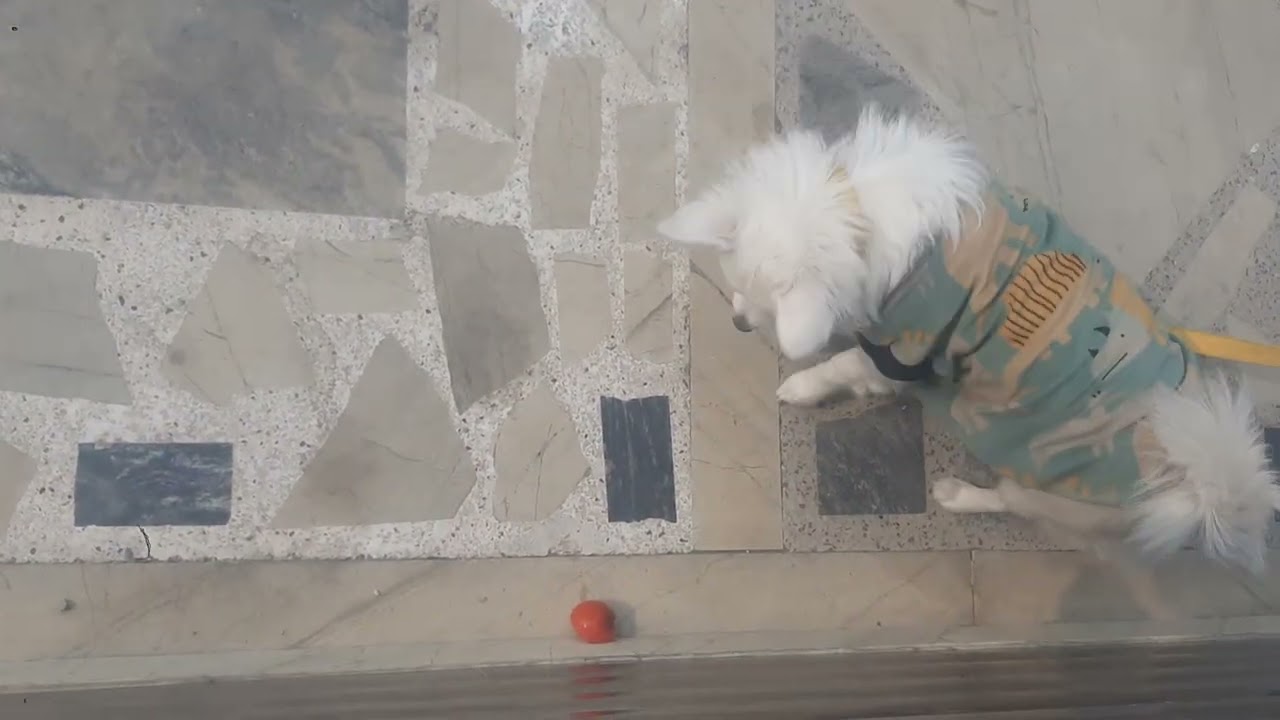 “Cute Baby Dog Compilation 🐾 | Funny & Adorable Puppy Videos”