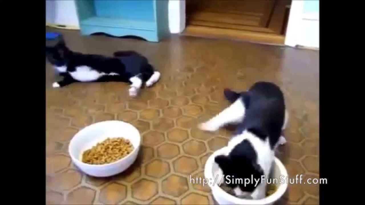 Cats High After Drugs From Vet Visit | The Internet Haz Cats And Dogs