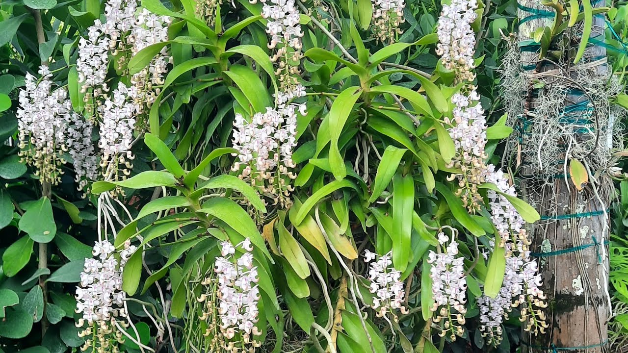 Orchid garden, new blooms, June 2025. @orchidnewbee8786