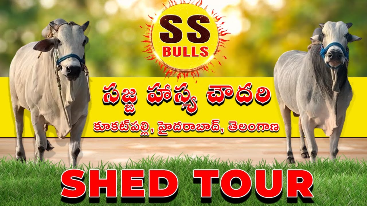 SS BULLS || సజ్జ హాస్య చౌదరి గారు || kukatpally Hyderabad || Shed Tour | Bulls Of Andhra #ssbulls