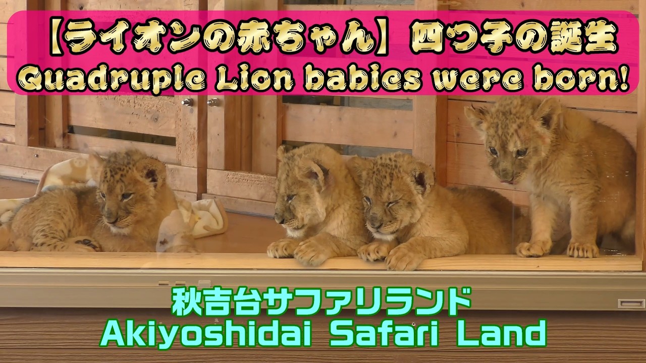4K【激かわ】ライオンの貴重な四つ子の誕生！「秋吉台サファリランド」 [Super cute] Quadruple Lion babies were born!