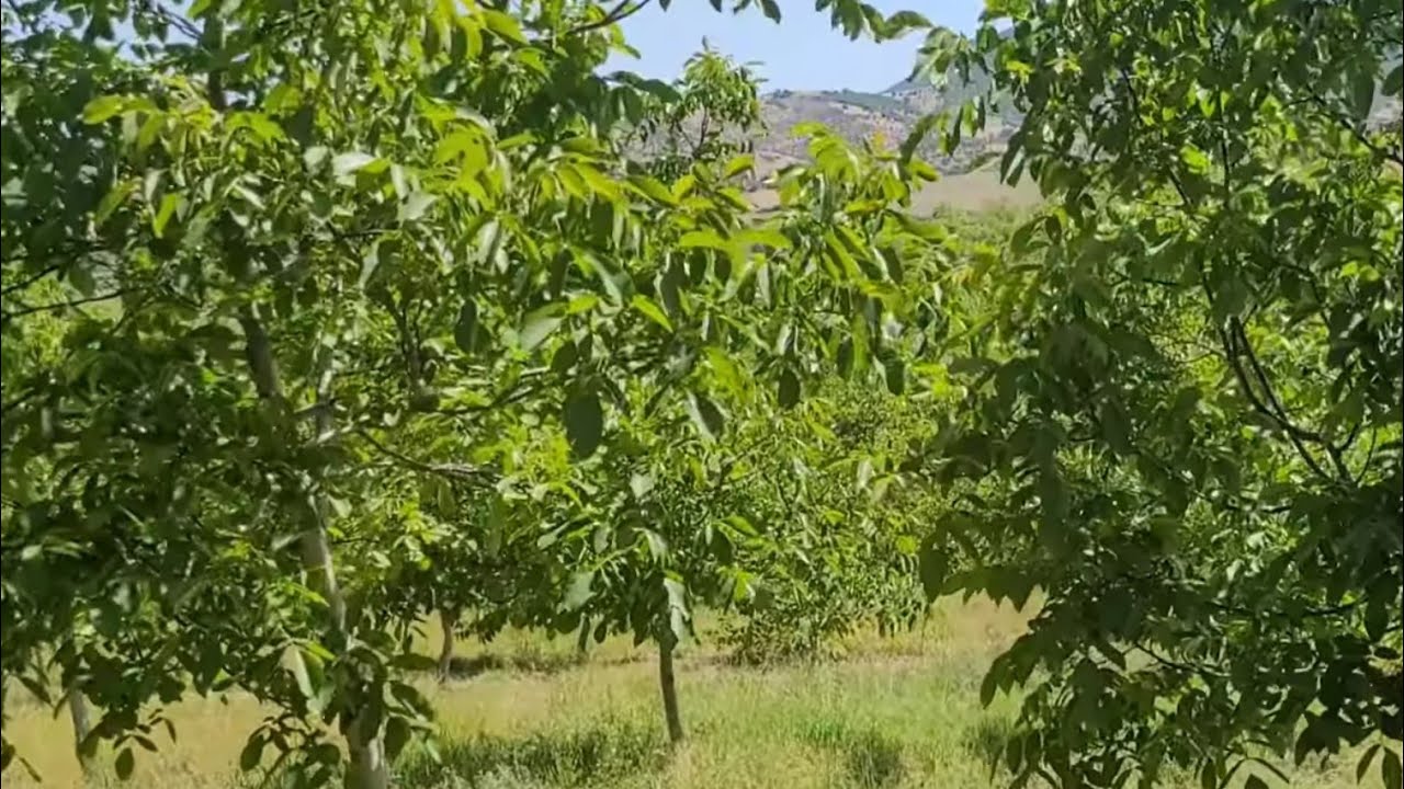 328- 7 Yaş Lampinen (No Pruning) Budama Yöntemli Chandler Ceviz Bahçesi, Manisa, Salihli