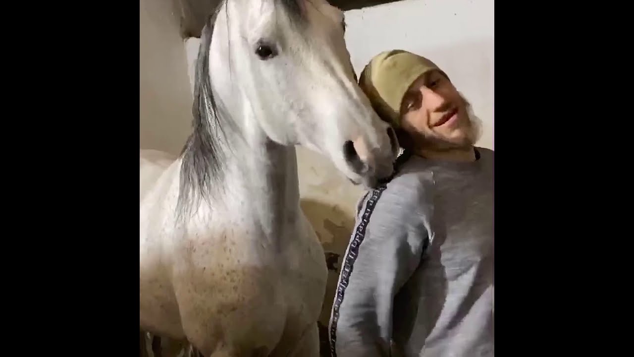 Любовь и забота у Ислама к лошадям безгранична 🤝Лошади разных пород. Английские, Арабские и Терские