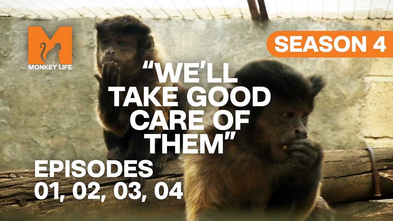 They Can't Look After Their Monkeys Anymore in Monkey Life | S04 E01, 02, 03 & 04 | Full Episodes