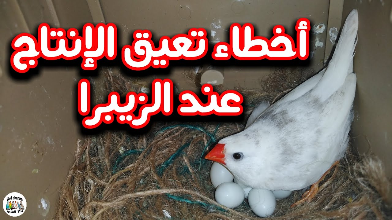 أخطاء جسيمة يرتكبها المربي أثناء تزاوج الزيبرا وفي مرحلة حضن البيض تعيق الإنتاج