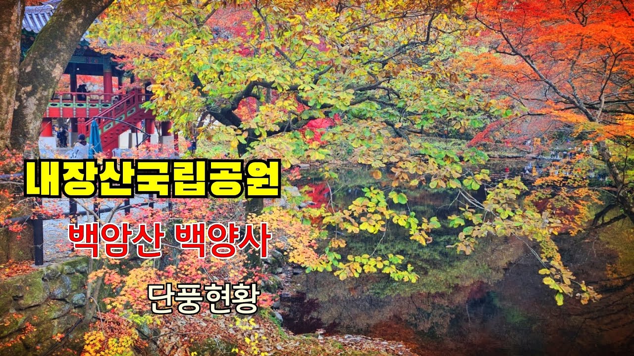 2025.11.15 내장산국립공원.백암산 백양사 단풍 (현황)