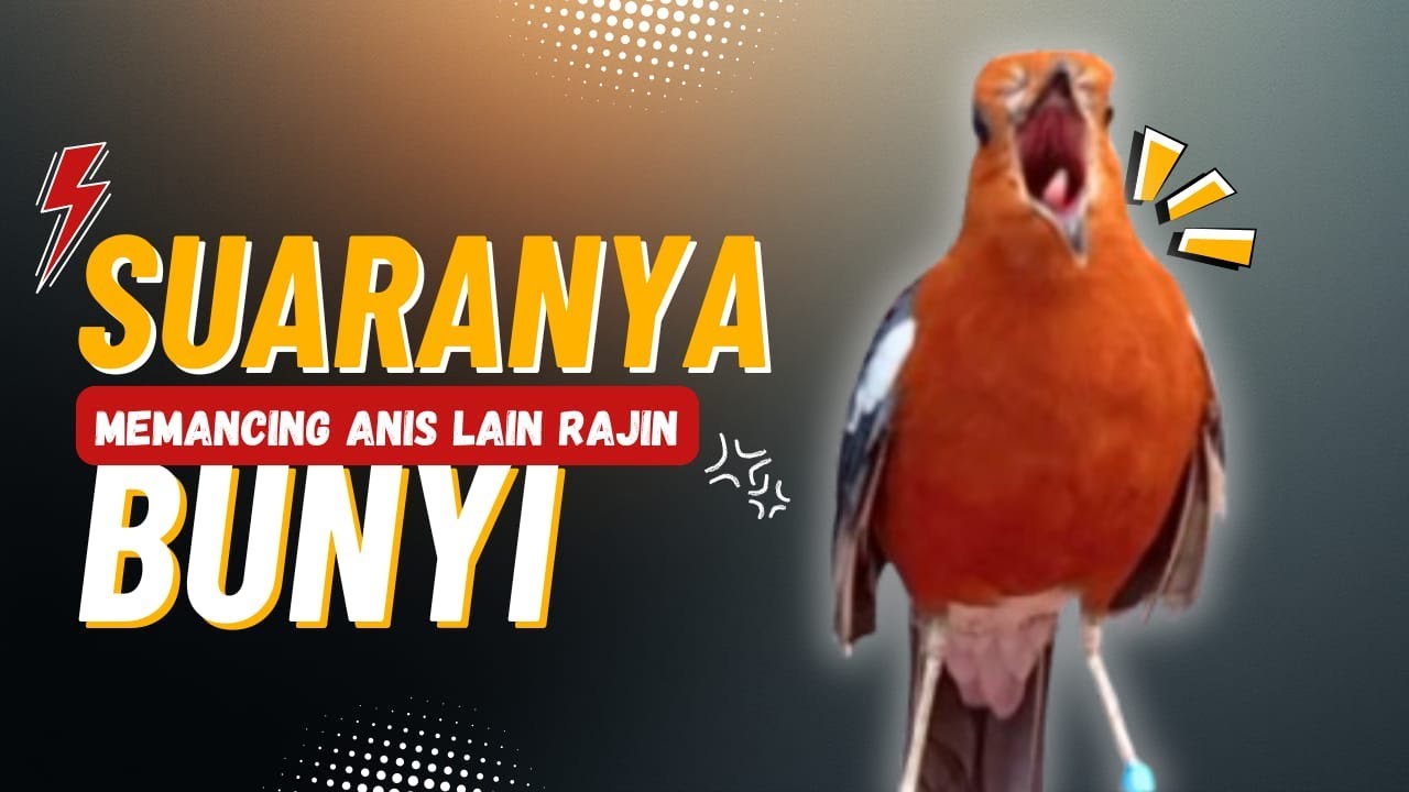 LANGSUNG NYAUT 10000 % ‼️ ANIS MERAH MACET BUNYI JIKA DENGAR SUARA INI PASTI NYAUT LANJUT GACOR | 40