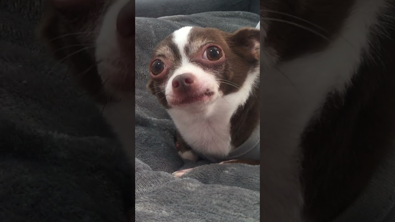 Dog Angry Sound 🐕&zwj;🦺🔊 #asmr #chihuahua #shorts