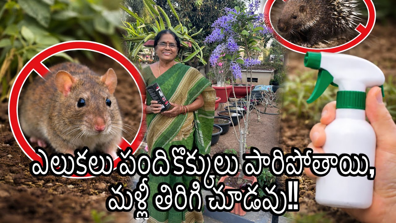 ఎలుకలు పందికొక్కులు పారిపోతాయి, మళ్లీ తిరిగి చూడవు!!