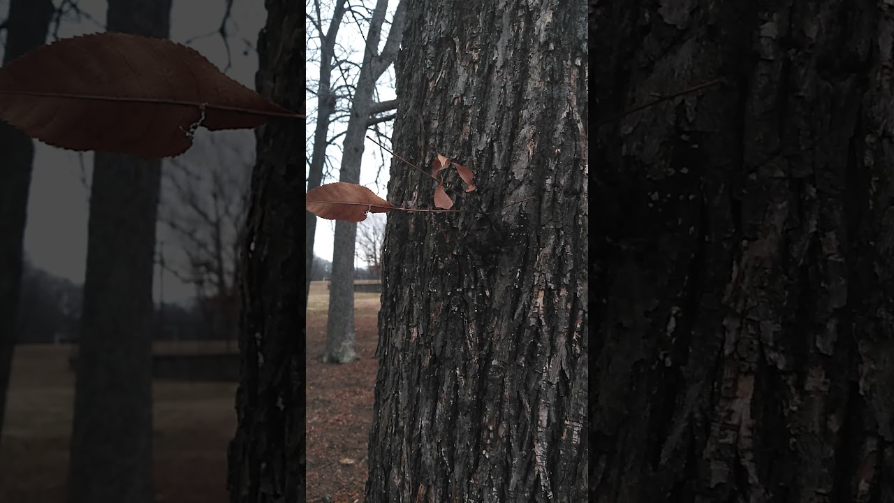 A Single Tree Branch Sprouting from a Tree
