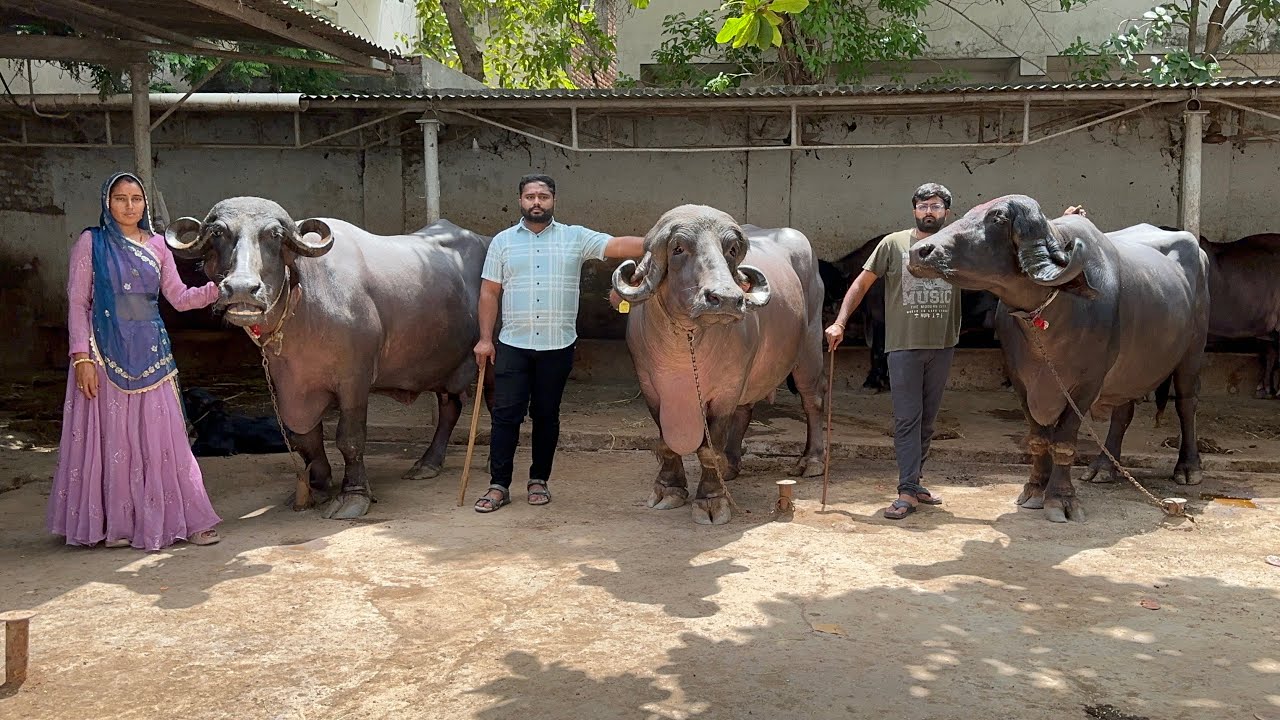 Top 24 लीटर दूध देने वाली हाथी जैसी जाफराबादी भैंस गुजरात से खरीदे Jafrabadi buffalo Gujarat