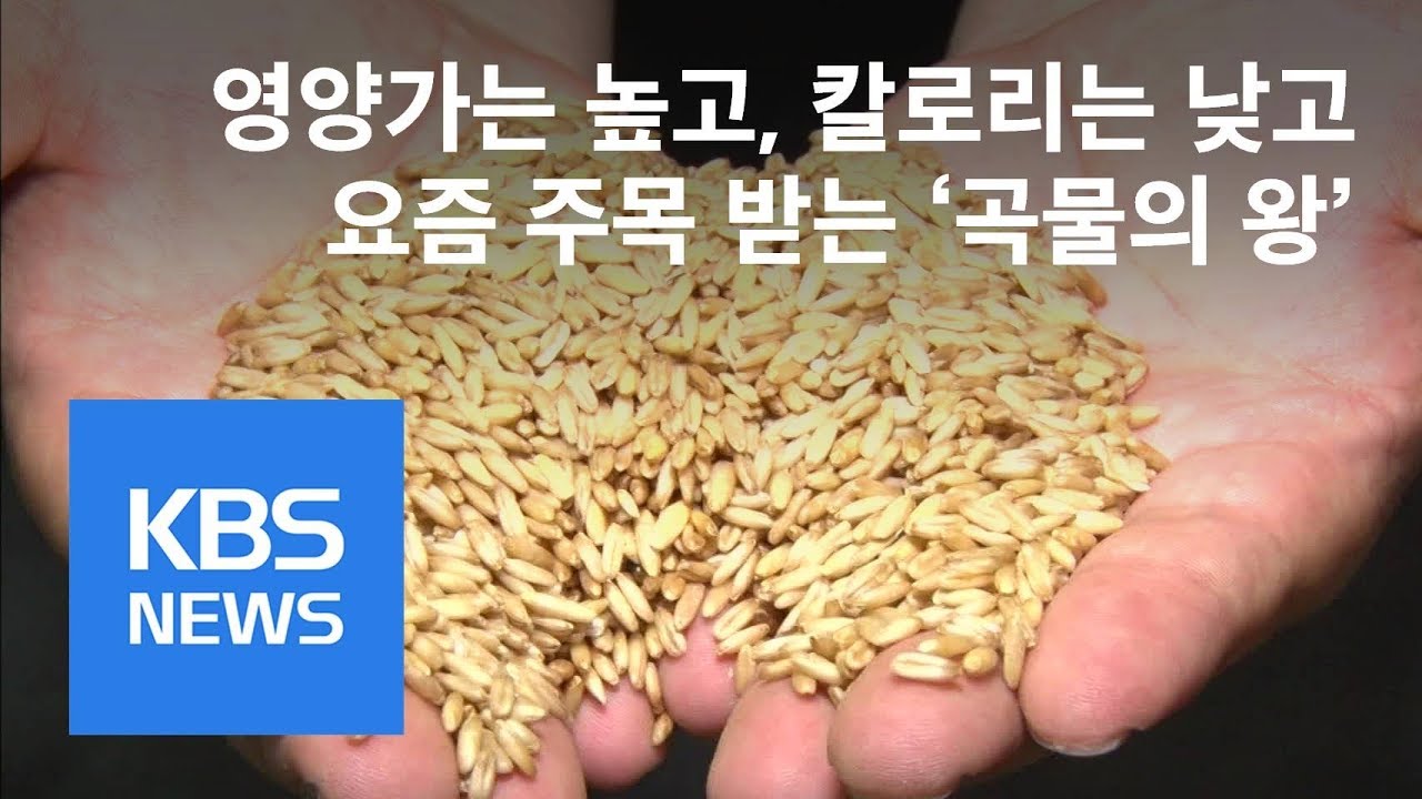 [똑! 기자 꿀! 정보] 영양가 높고 칼로리 낮고&hellip;&lsquo;곡물의 왕&rsquo; 귀리 / KBS뉴스(News)