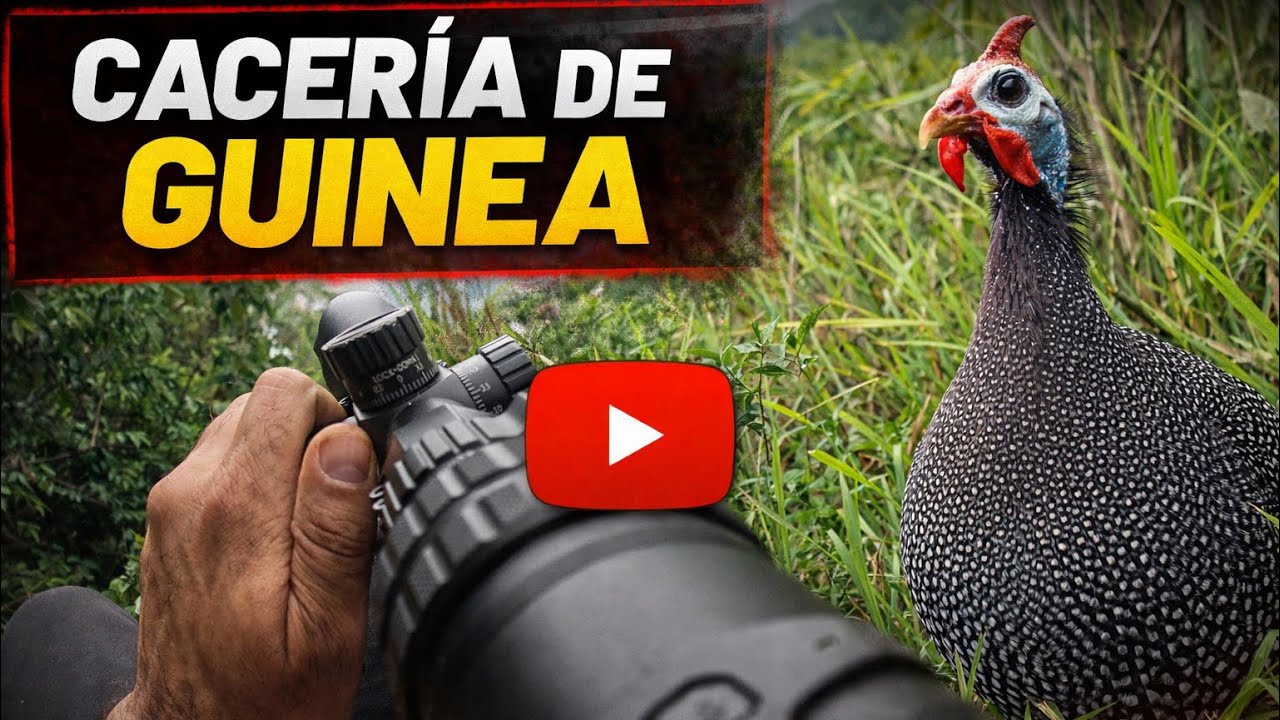 CACERÍA DE GUINEA // TEAM HUNTER JARABACOA 