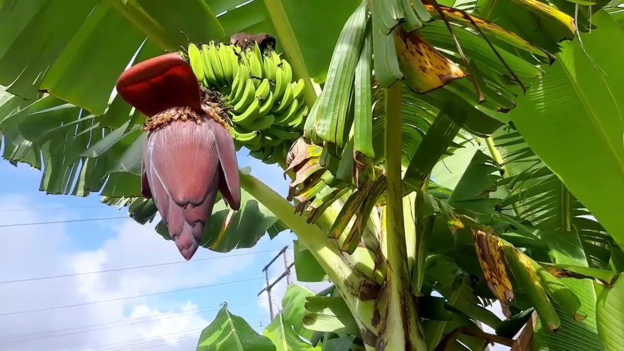 DIA A DIA NA ROÇA + PLANTANDO BANANA