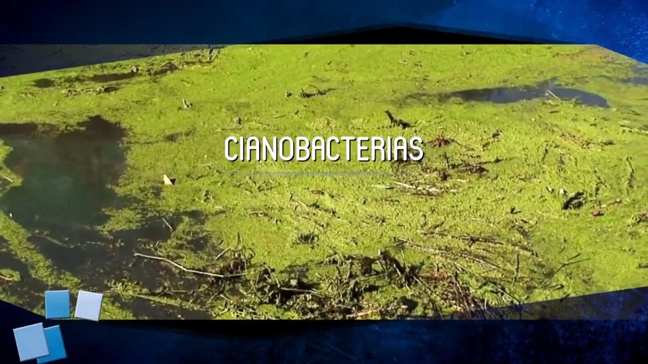 Cap1. CIANOBACTERIAS (2017) - Elemento Vital. El agua en el siglo xxi