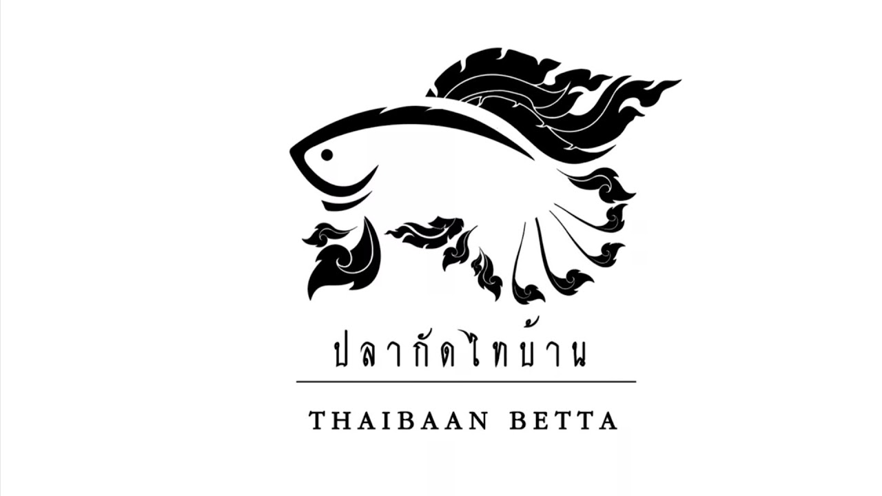 ปลากัดป่าภาคอิสาน บุรีรัมย์ VS กีตาร์ | Wild Betta Smaragdina Buriram VS Guitar