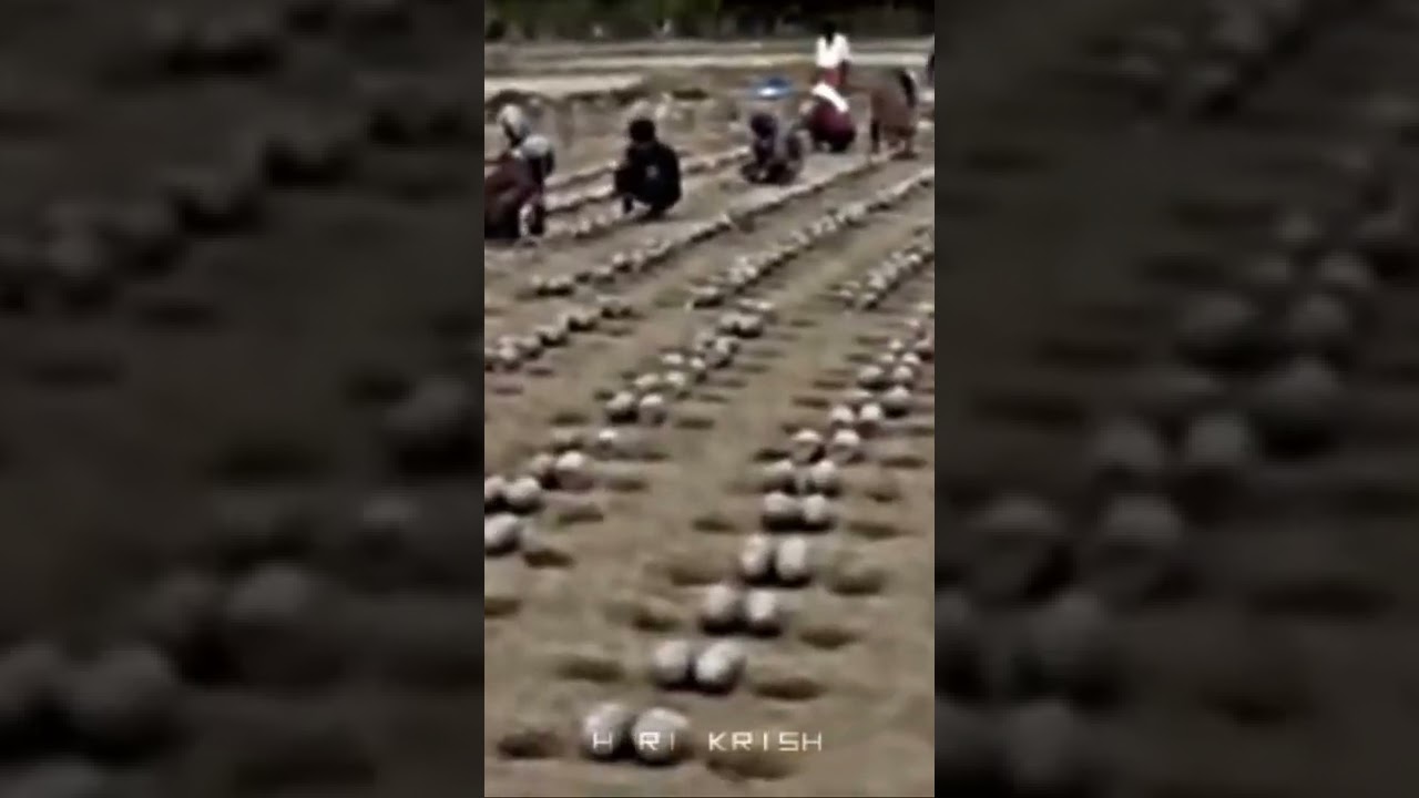 NENMARA VELA 2022
