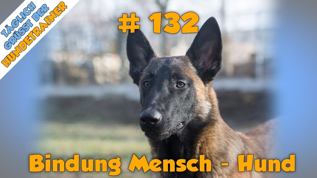 TGH 132 Bindung zwischen Mensch und Hund - Beziehung Mensch Hund - Hundeschule Stadtfelle