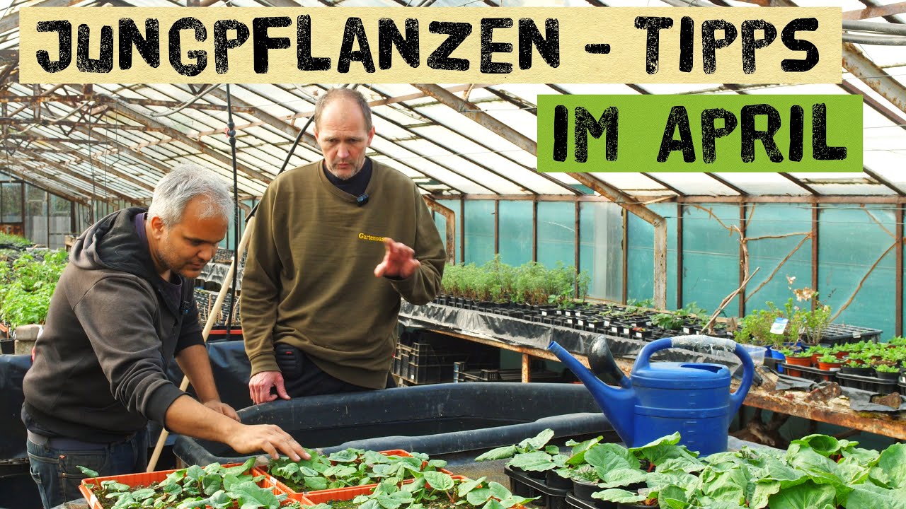 Tipps zu Jungpflanzen, Rhabarber, Kräuter. Gartentipps im April 2022 für Selbstversorger