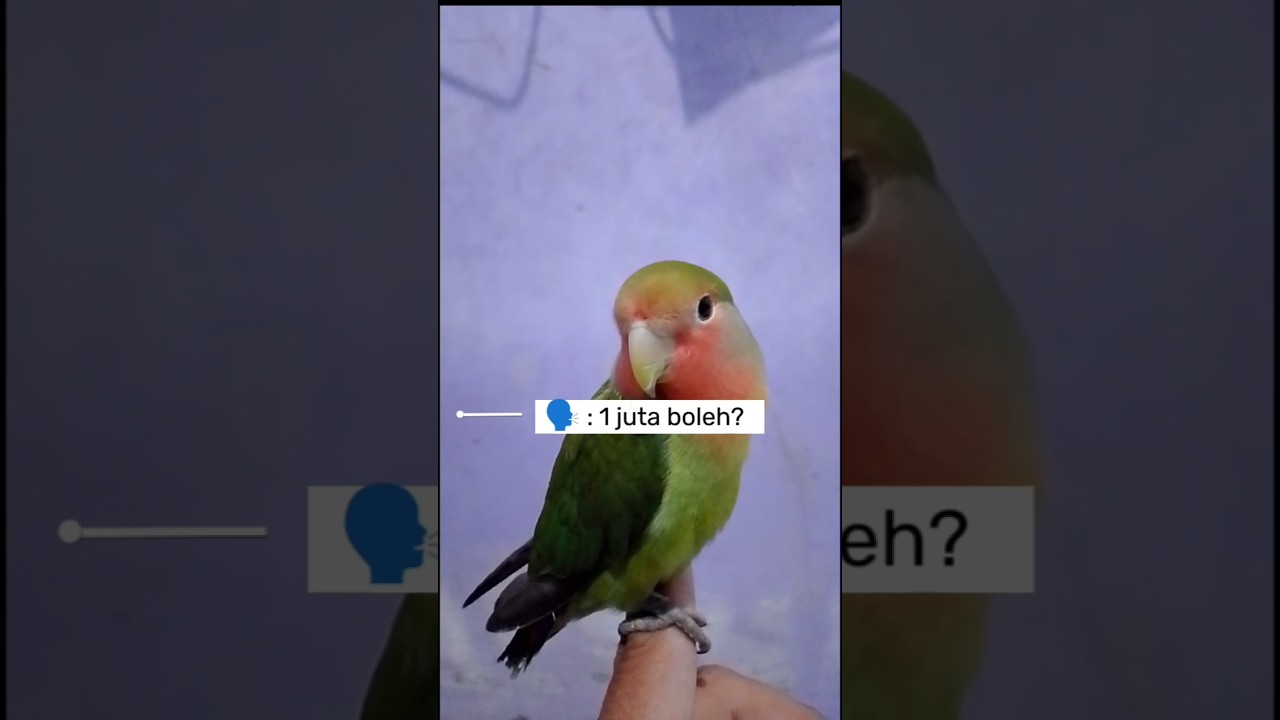 Smart bird | Agapornis roseicollis #bird #lovebirds #smartbird #fyp