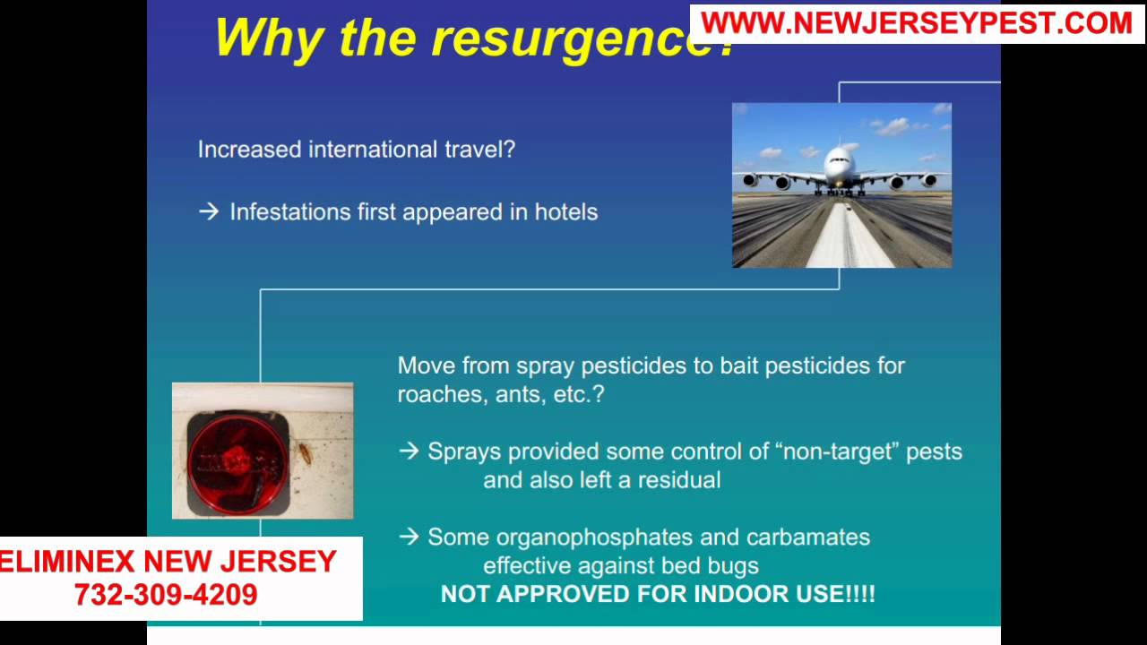Why and where do bed bugs come from in New Jersey 732-640-5488 | Bed Bug Control Middletown NJ