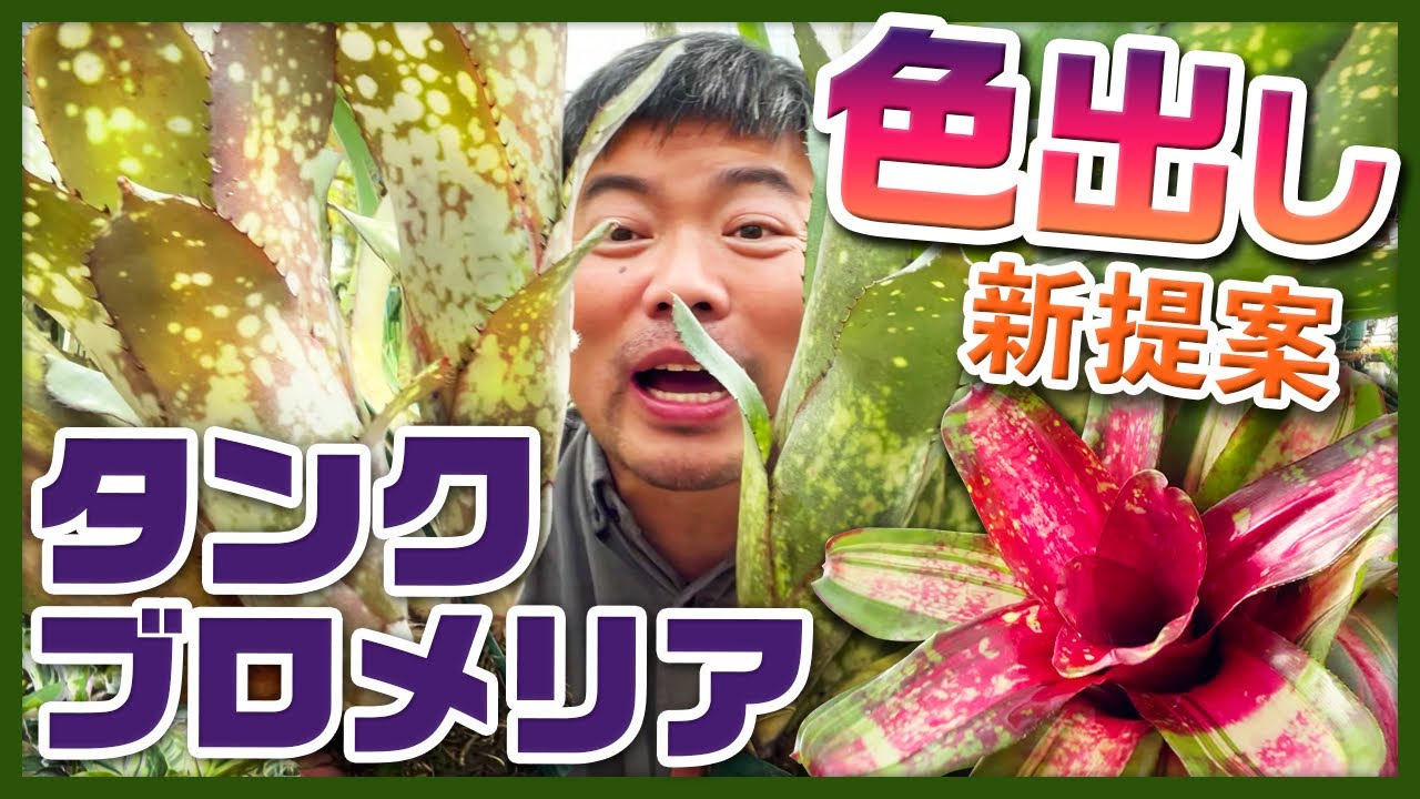 引き締めるタンクブロメリア