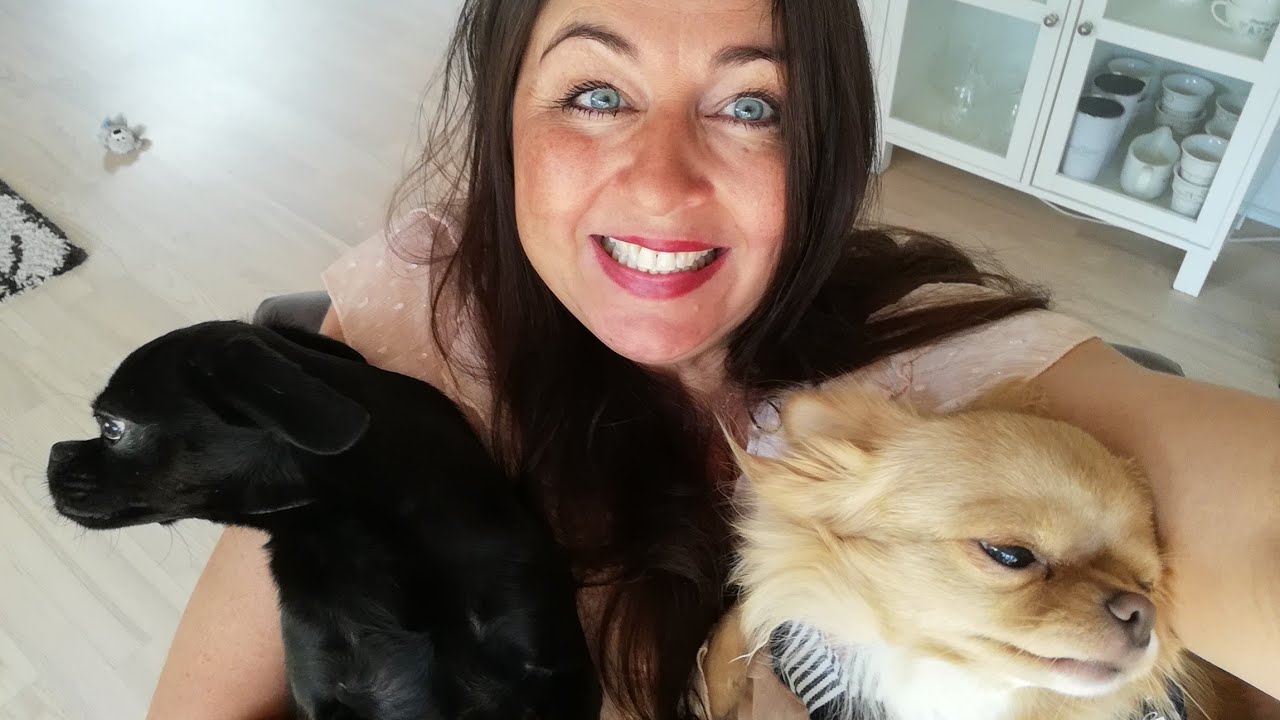 Hunderacer🐶🐕🐩Se vores hunde, en Griffon petit & Chihuahua🥰