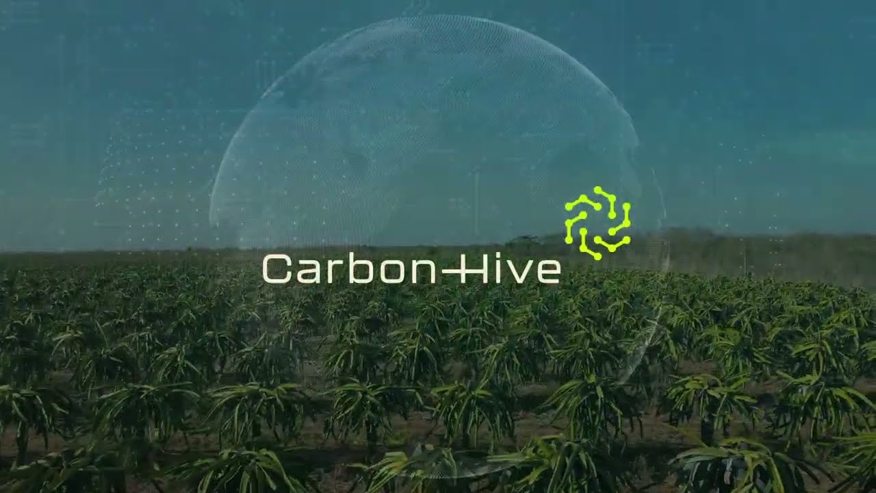 Carbon Hive | Institucional 2