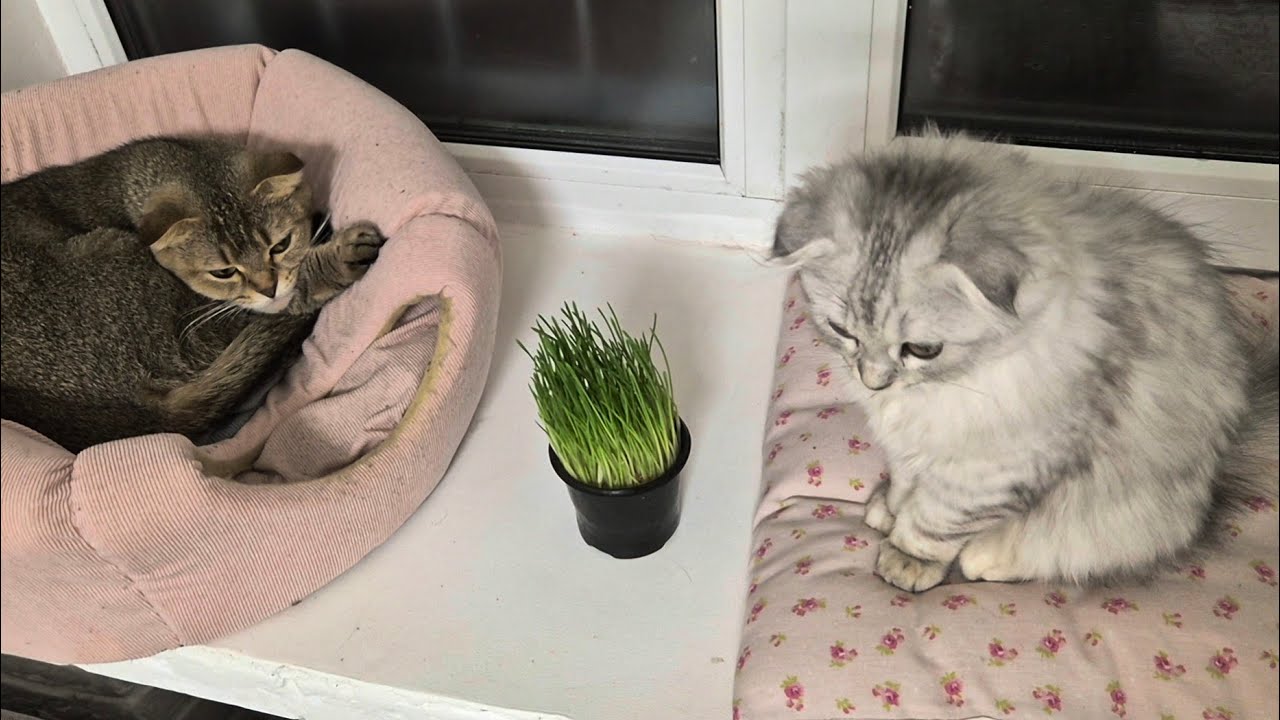 7 признаков любви котика к хозяину 😊