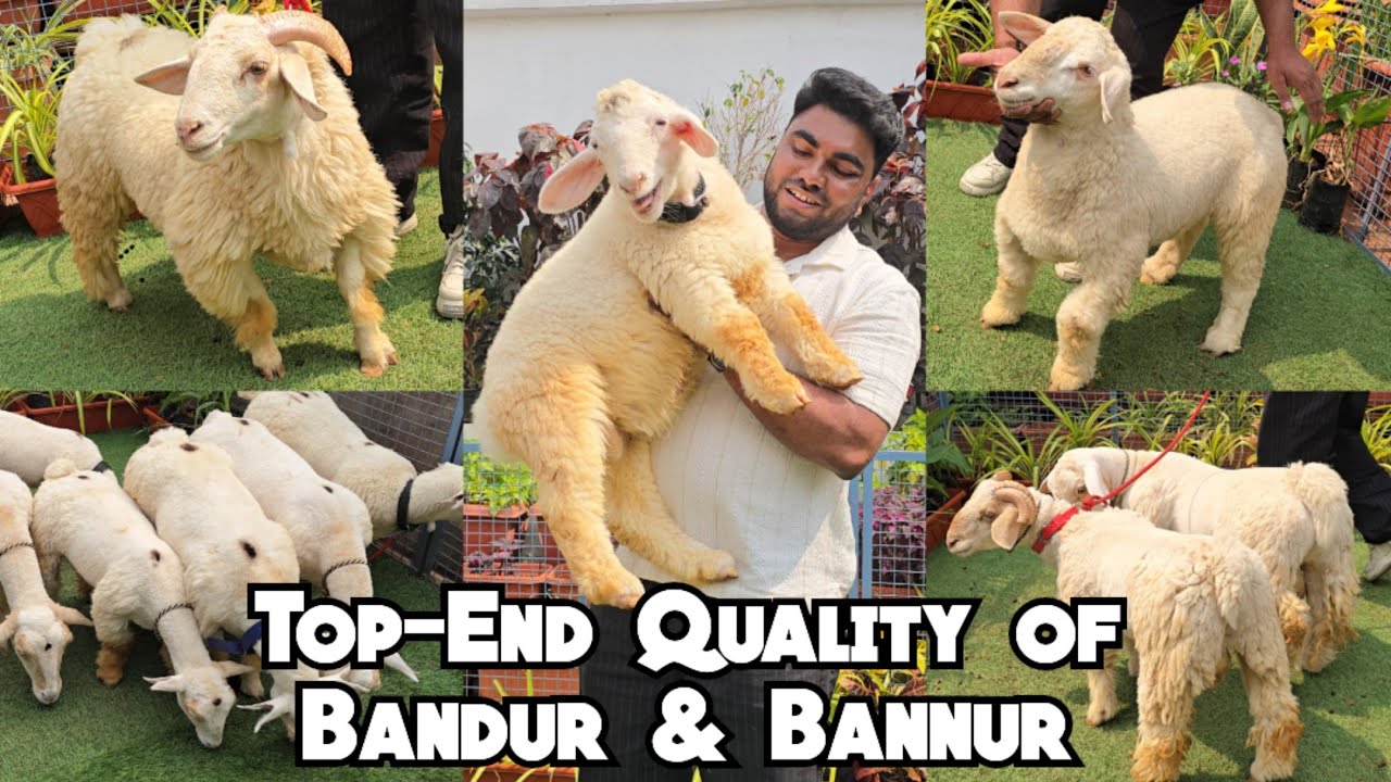 Top Quality Bandur & Bannur Sheep Available @ Goatify Agro Farm | Bannur Mende | Hyderabad #goat