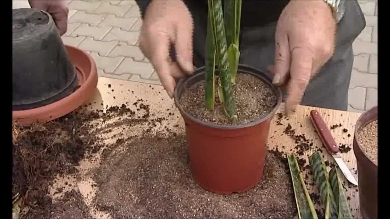 Tchýnin jazyk  ( Sansevieria trifasciata )