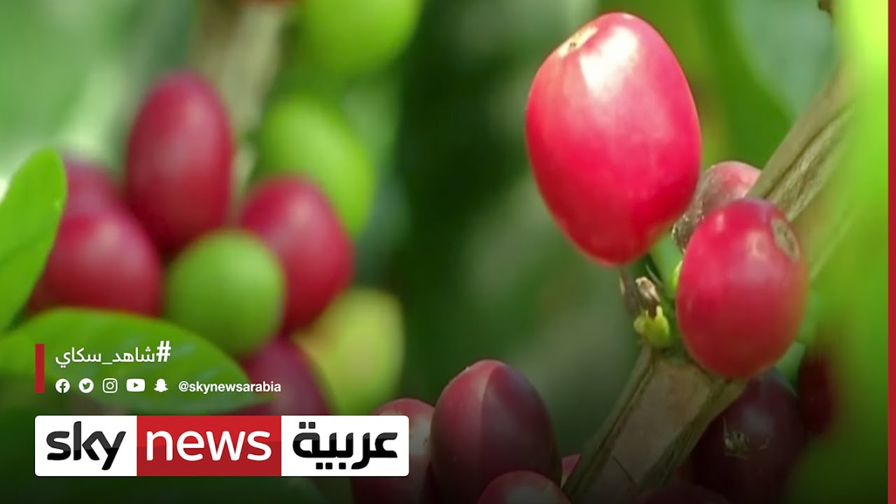 الجفاف يضرب محاصيل البن في البرازيل