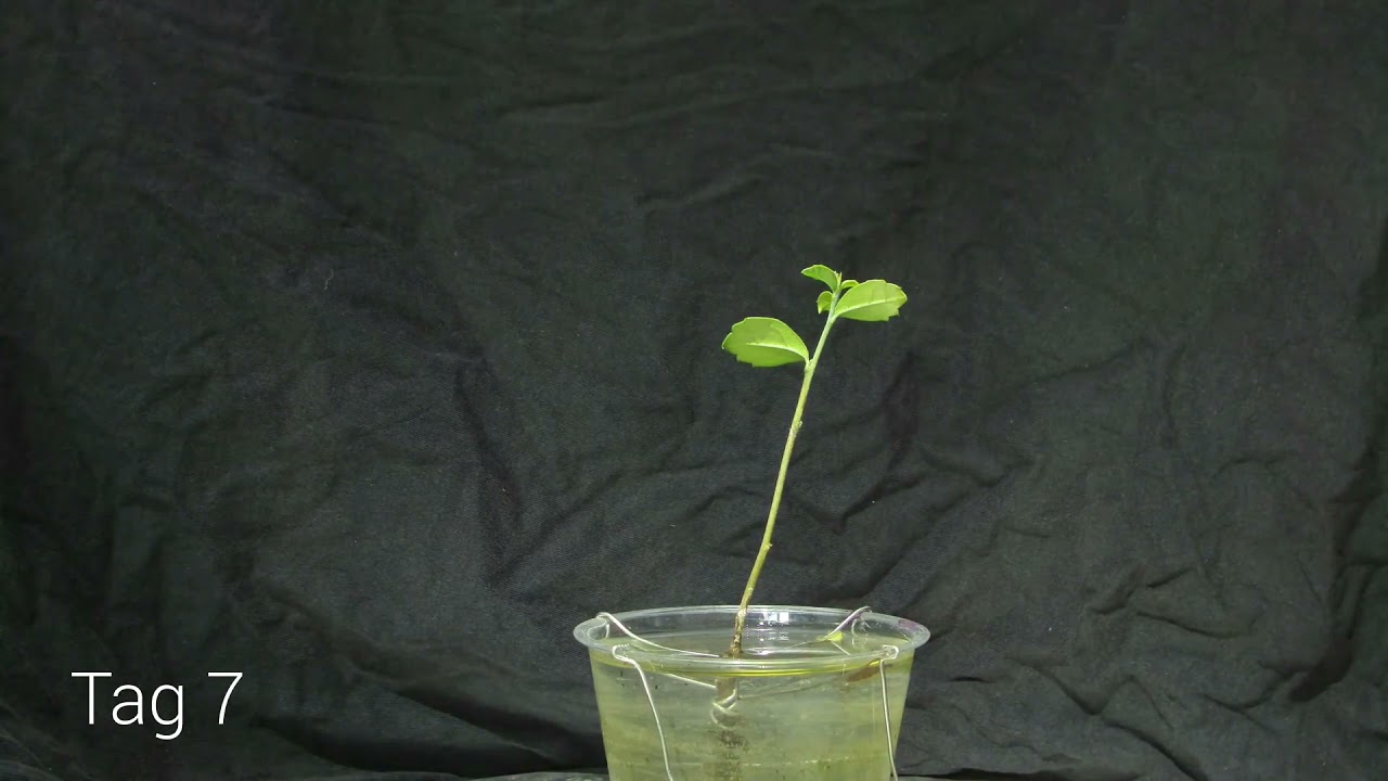 Fukientee Bonsai Timelapse