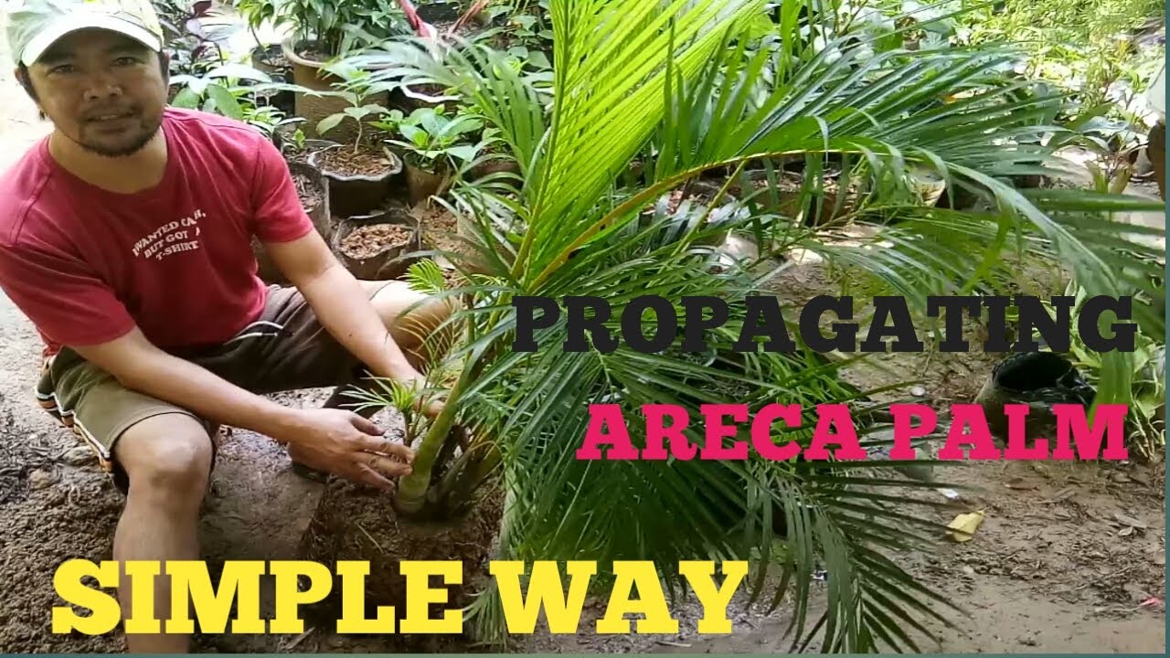 HOW TO PROPAGATE ARECA PALM (GOLDEN CANE PALM) [BUTTERFLY PALM] - MAGPARAMI NG PALMERA (2021)