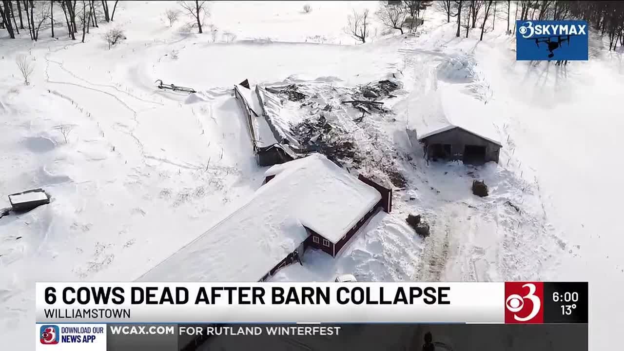 Barn collapse kills multiple cows in Williamstown