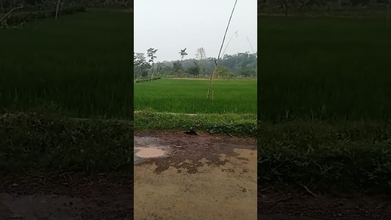 Sawahhh