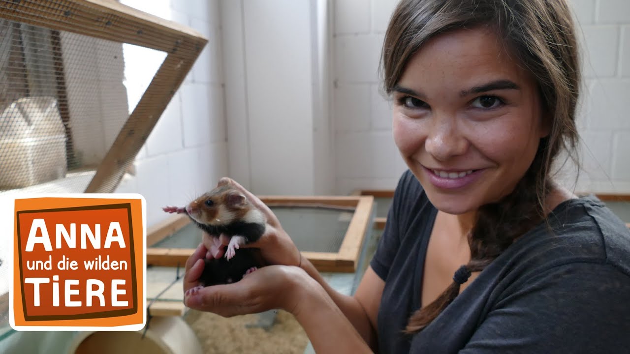 Wenn Feldhamster umziehen müssen | Reportage für Kinder | Anna und die wilden Tiere
