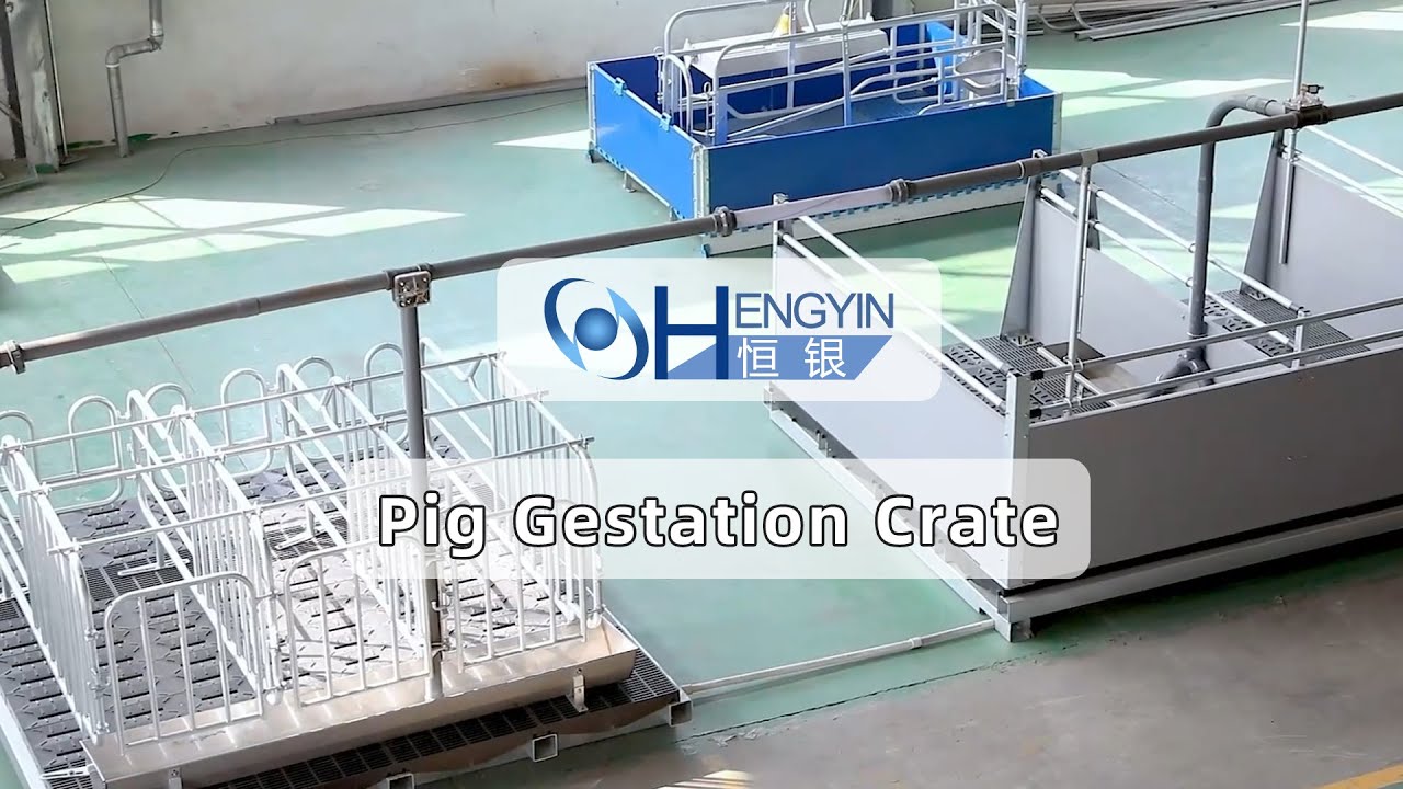 Hengyin pig farm equipment Pig gestation Crate Introduce5-Hengyin